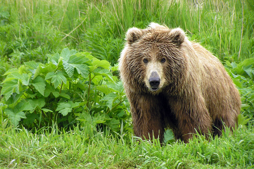 A Kodiak brown bear, Alaska