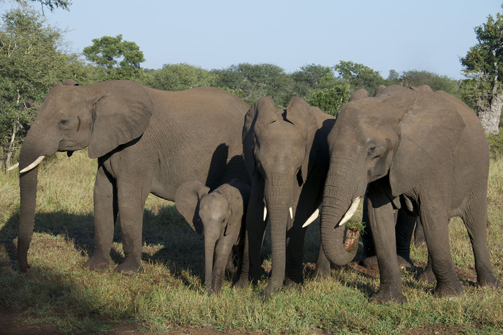 Elephants, Singita Kruger, South Africa
