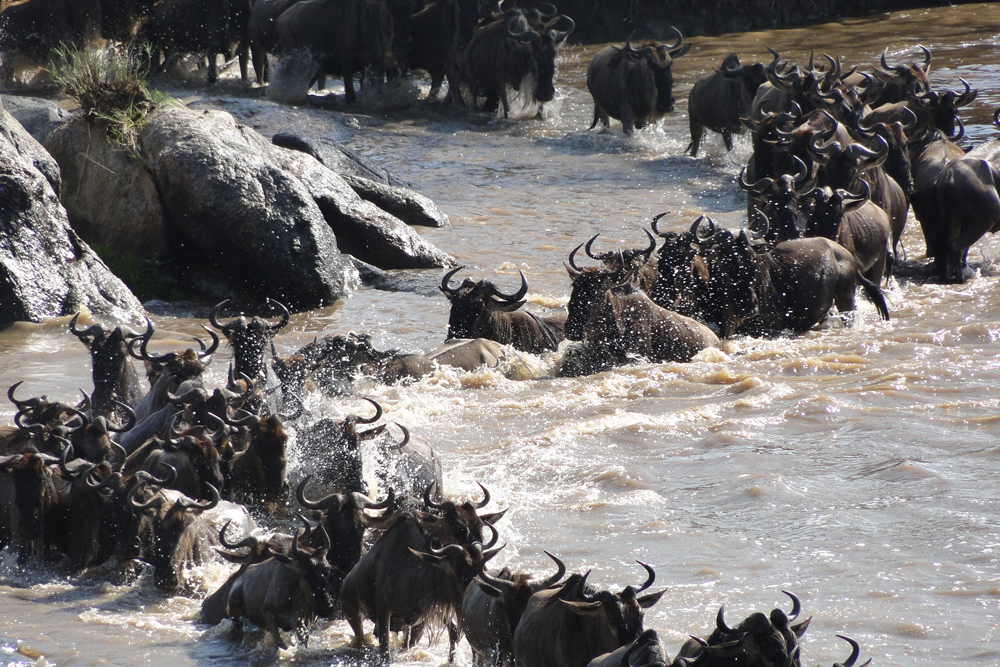 great migration, wildebeest, mara river, masai mara Kenya