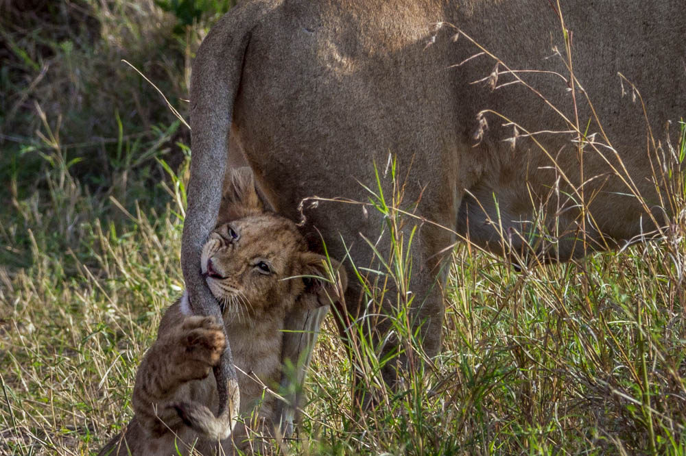 baby lion safari Photo by Susan Portnoy