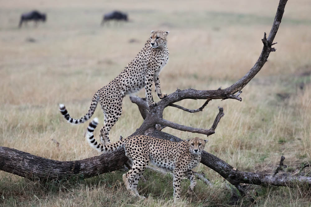 cheetah perching safari Photo by Susan Portnoy