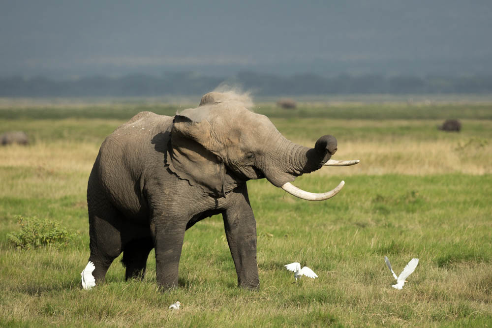 elephant shaking head safari Photo by Susan Portnoy