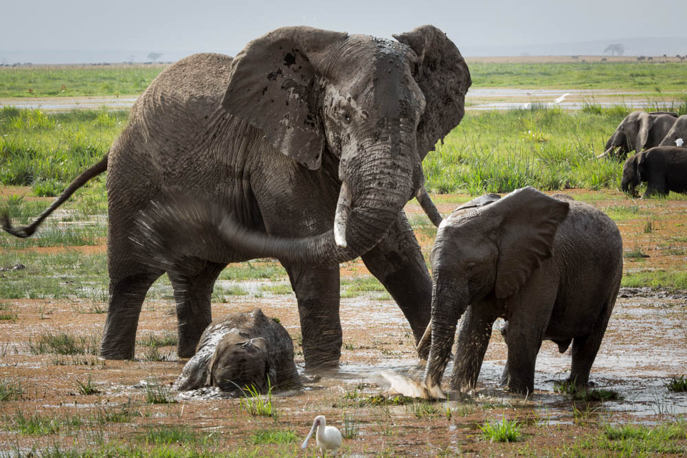 elephants at water hole safari Photo by Susan Portnoy