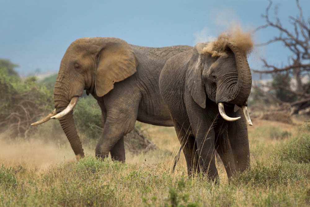 elephants dusting safari Photo by Susan Portnoy