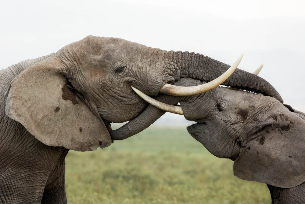 elephants locking trunks safari photo