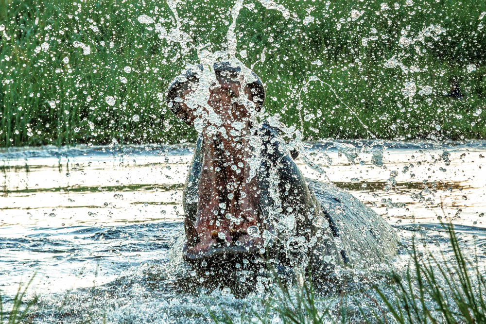 hippo in water safari Photo by Susan Portnoy