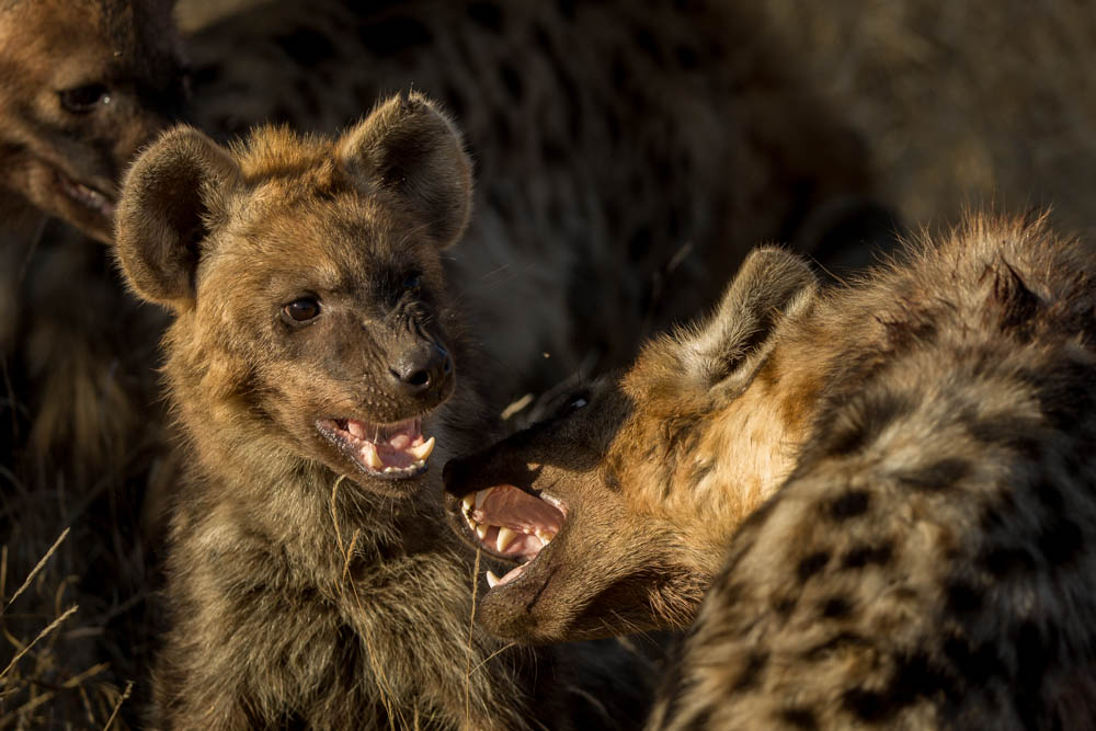 hyena safari photo Photo by Susan Portnoy