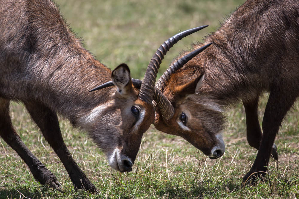 impala locking horns safari Photo by Susan Portnoy