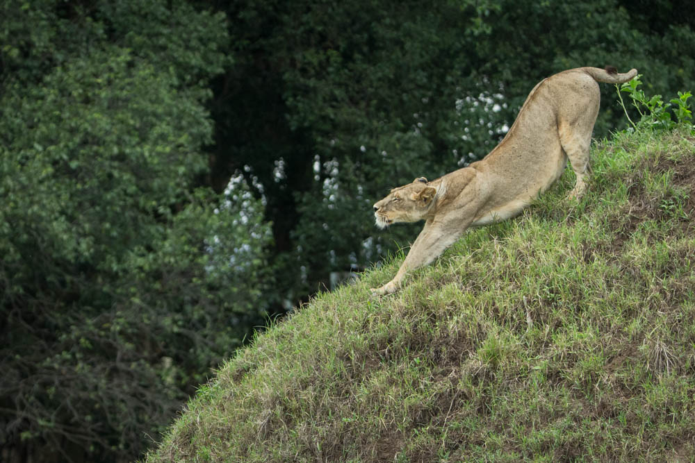 lion stretching safari Photo by Susan Portnoy