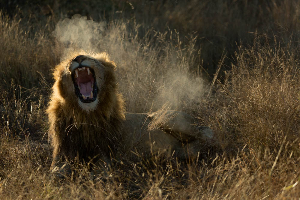 lion yawning safari Photo by Susan Portnoy