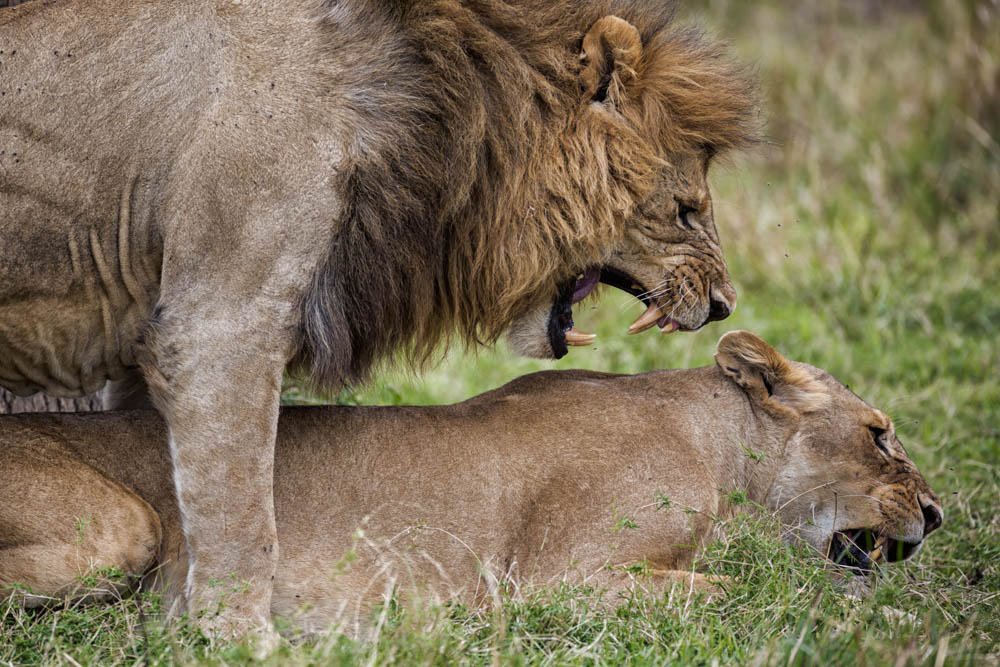 lions mating safari Photo by Susan Portnoy