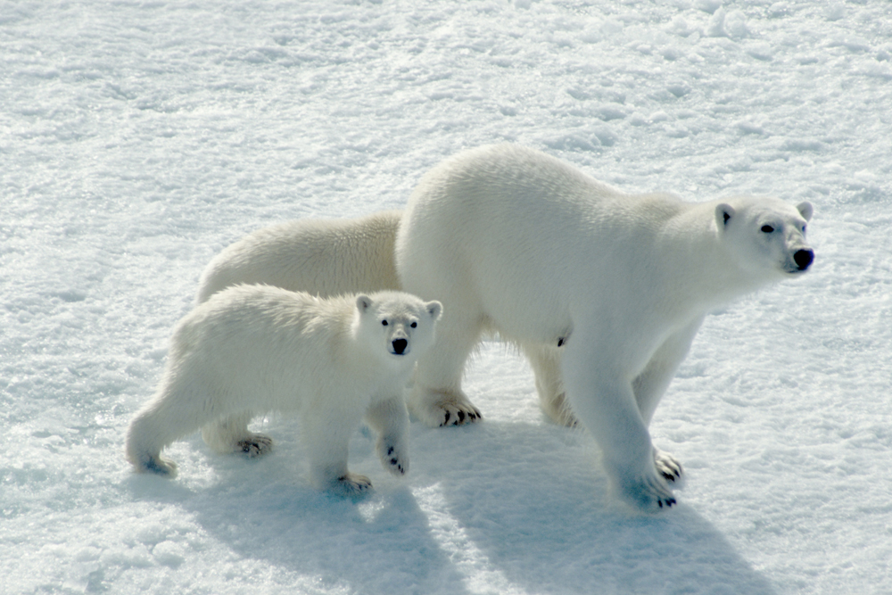 Polar Bear, cubs, Arctic