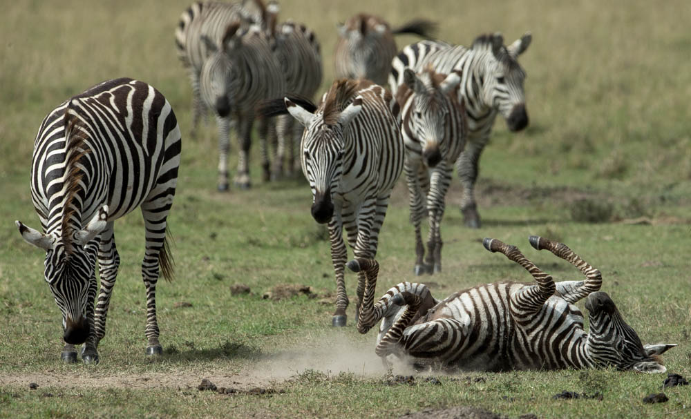 zebra group safari Photo by Susan Portnoy