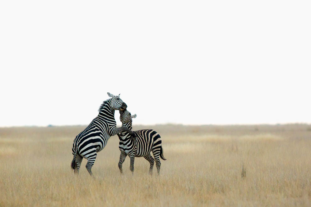 zebras playing safari Photo by Susan Portnoy