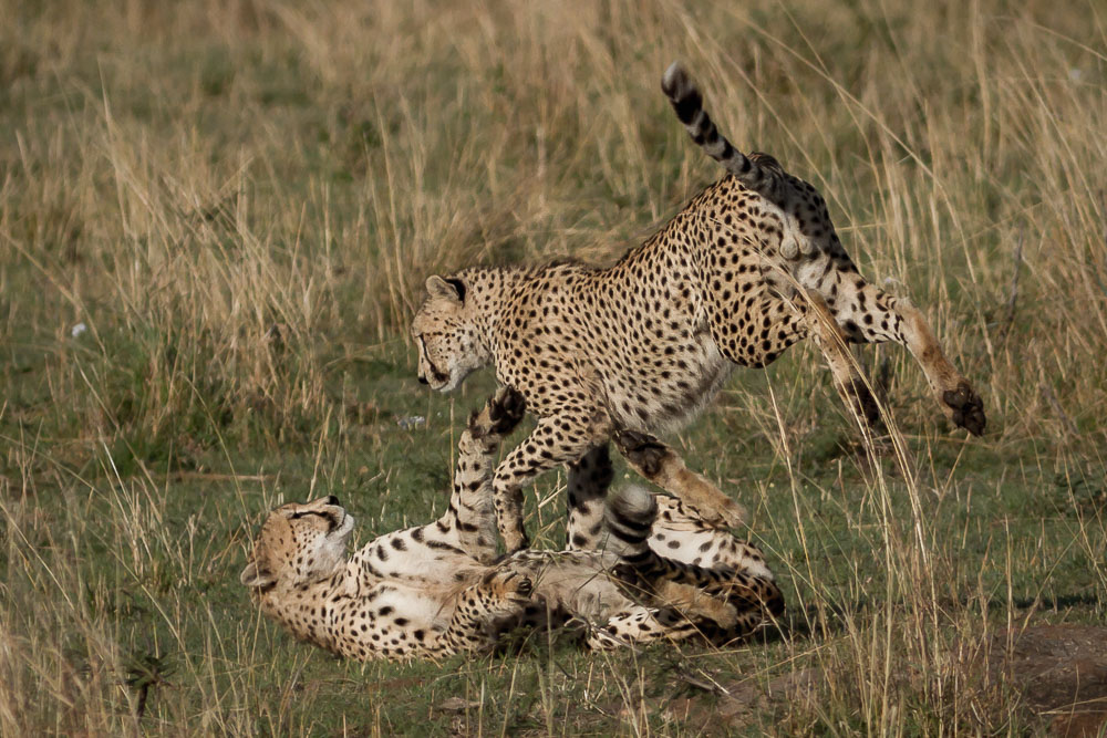Cheetah in Kenya Photo by Susan Portnoy