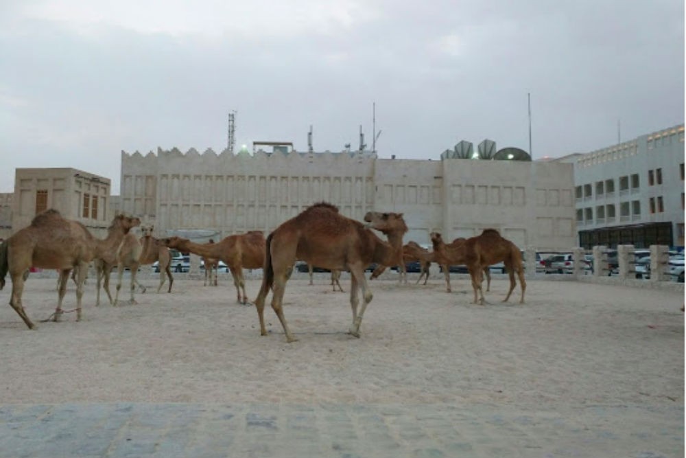 Camels outside Souq Waqif; we were told they were the police department’s camels