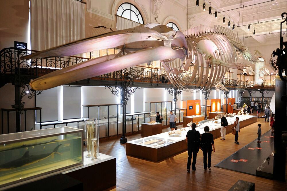 The Oceanographic Museum of Monaco’s exhibition on sharks.