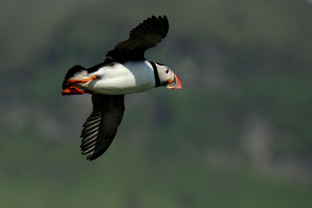 9 puffin flying D30_9324