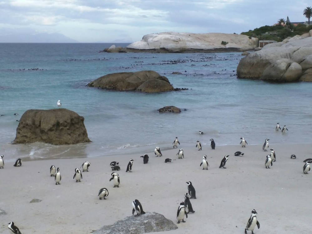 boulders beach penguin colony south africa