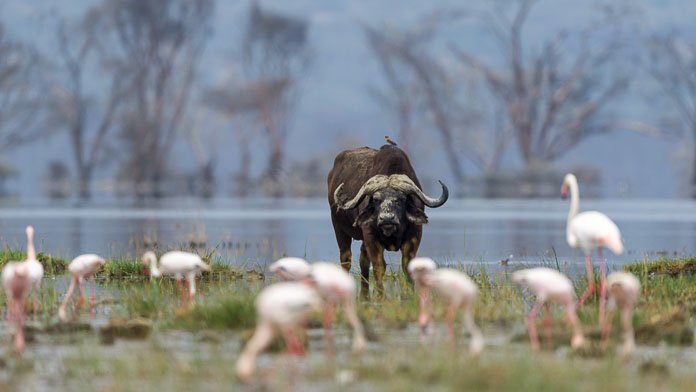 buffalo at Lake Nakura Kenya