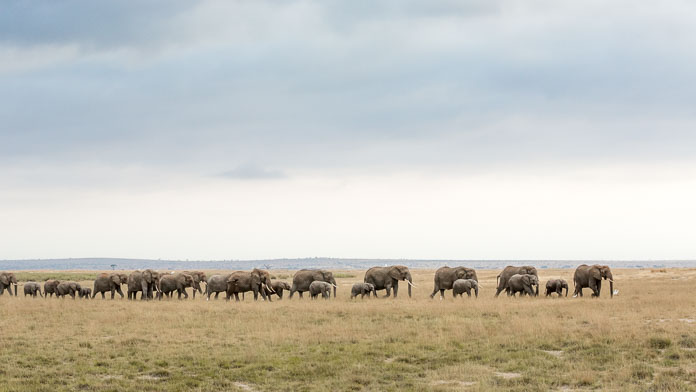 elephants on plains of Amboseli, Kenya Photo by Susan Portnoy