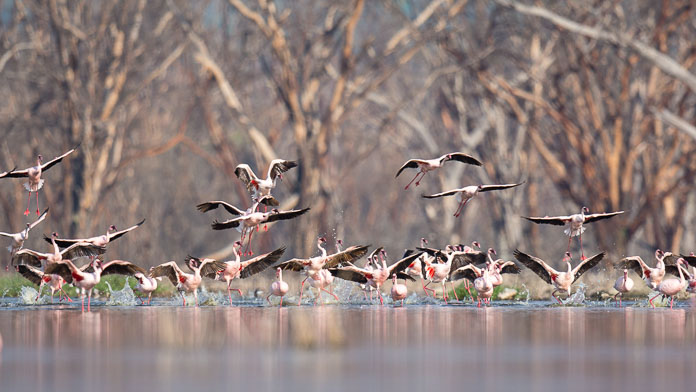 The flamingos of Lake Nakuru, Kenya