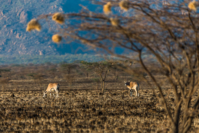 Northern Frontier, Kenya, Africa Photo by Susan Portnoy