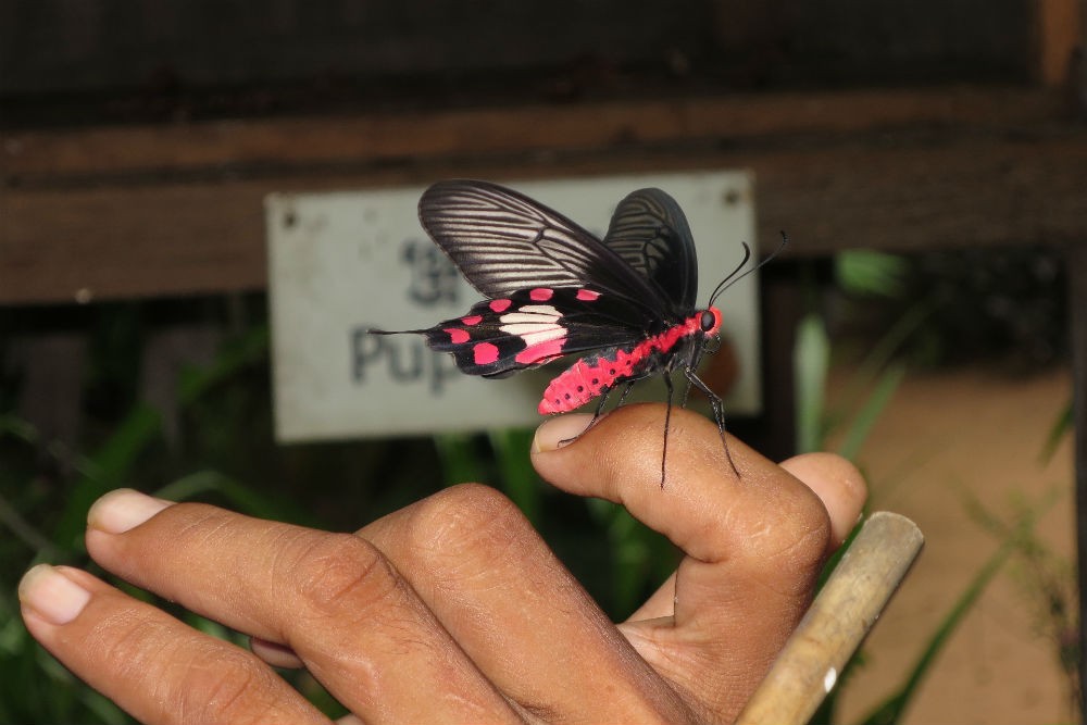 Banteay Srey Butterfly Centre, Siem Reap Cambodia