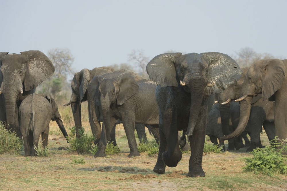 Elephants at Namibia's Xaudum Lodge