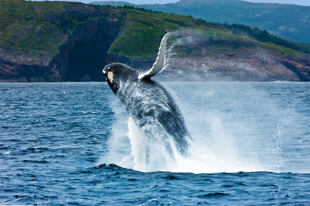 Breaching humpback whale, Newfoundland