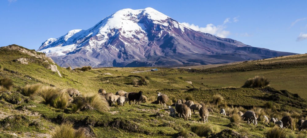 ecuador with snowy mountain, green meadow, and sheep grazing