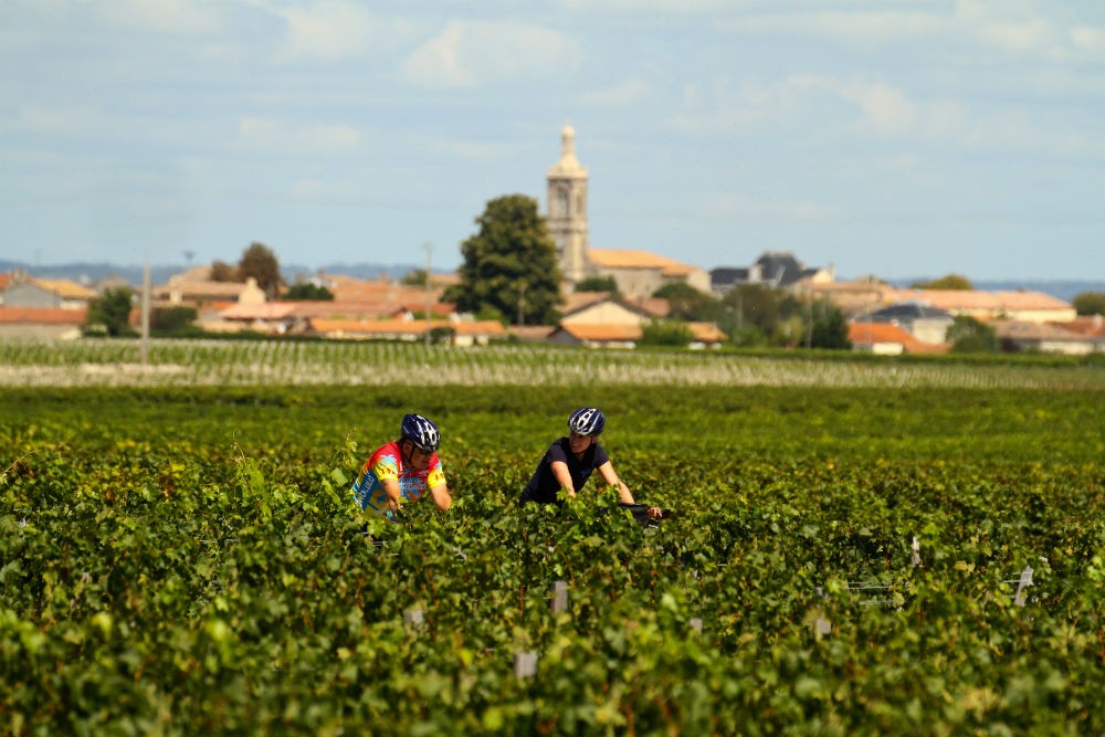 bicyclists in Bordeaux france vineyards