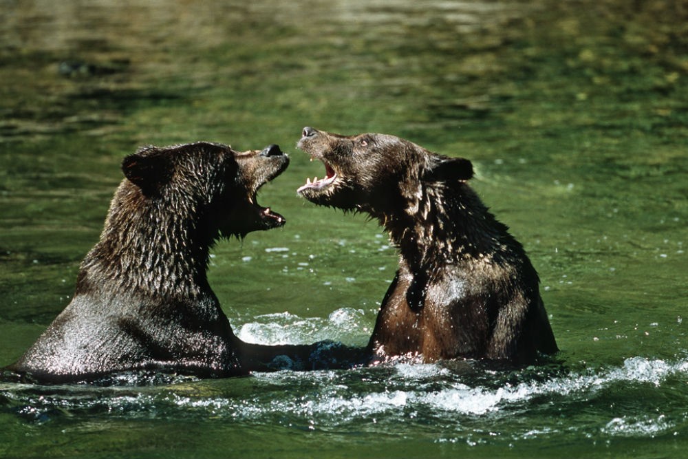 grizzly bears in river in atlin british columbia