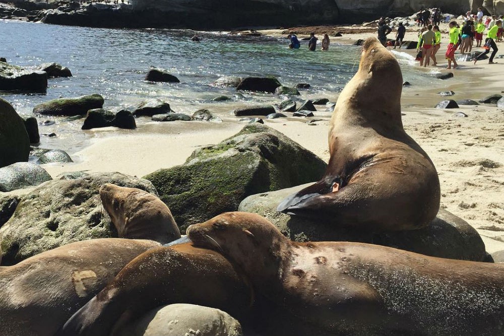 La Jolla Cove seals in California