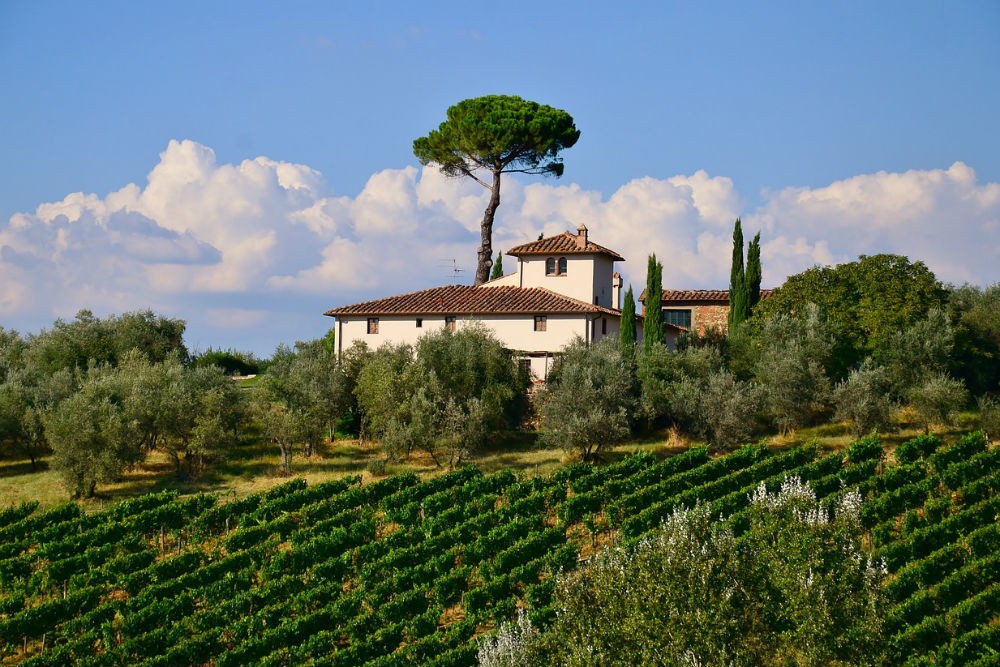 Tuscany vineyard landscape Italy