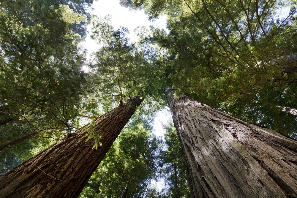 gigantic Redwood trees at Redwood National Park