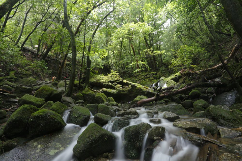 forest river in Yakushima Japan