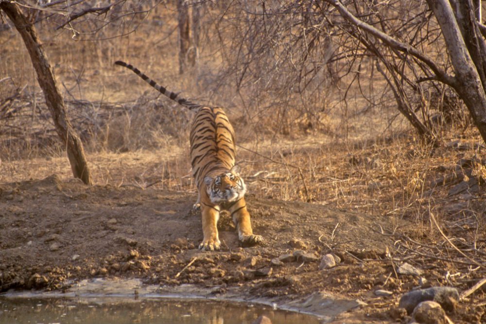 royal bengal tiger in the ranthambore tiger reserve in rajasthan india
