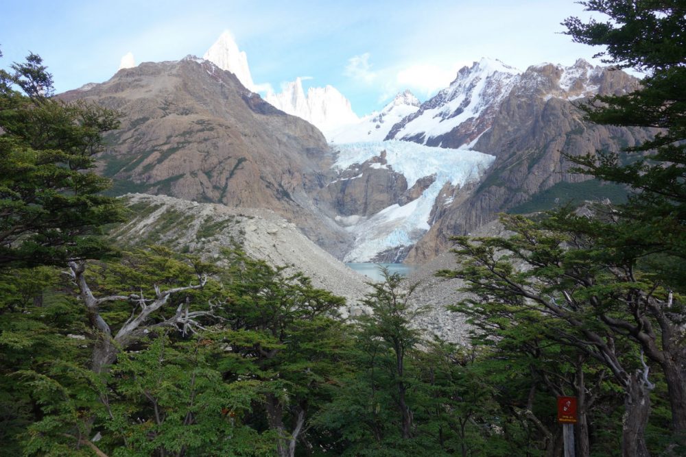 A forest of lenga trees in the foreground, Argentina's Mount Fitz Roy peeking out from the background.