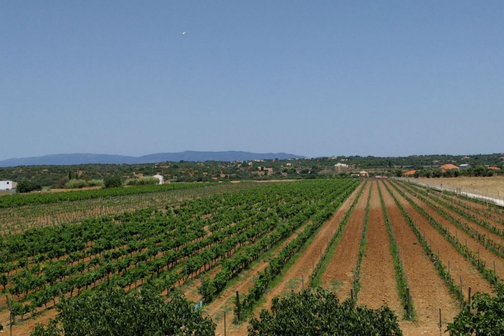 Cabrita Wines is one of many vineyards in the Algarve