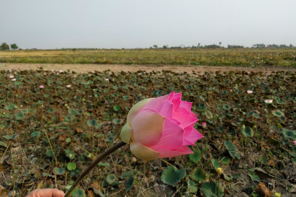 pink lotus flower in a field near siem reap cambodia