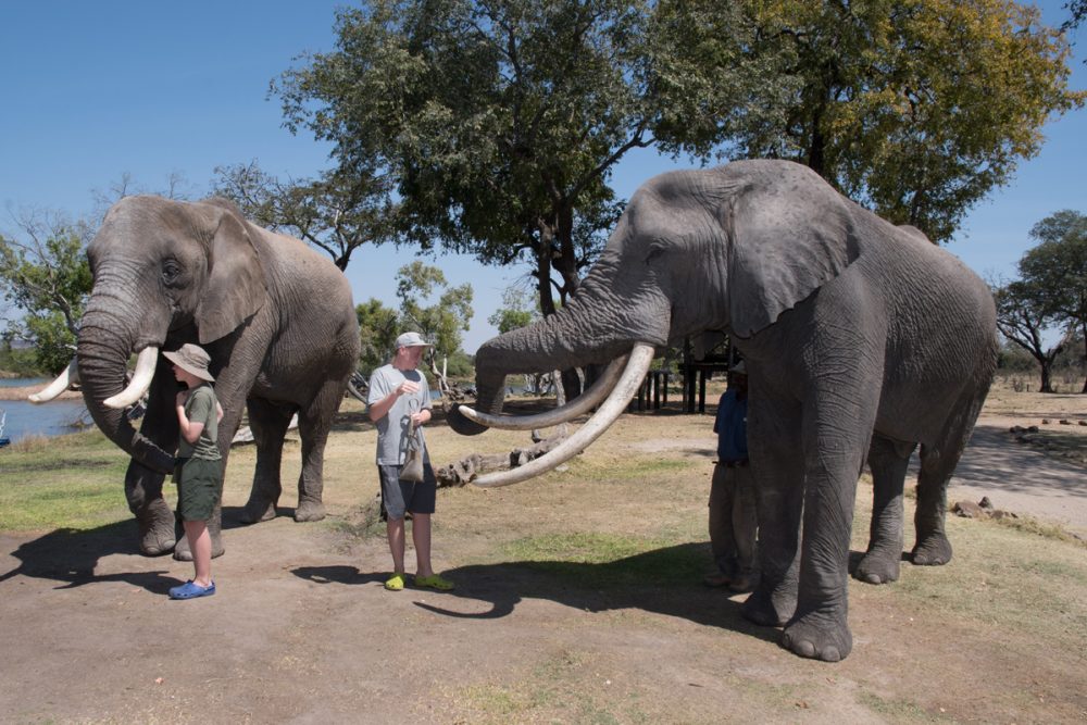 At the Elephant Café, you can feed and touch elephants.