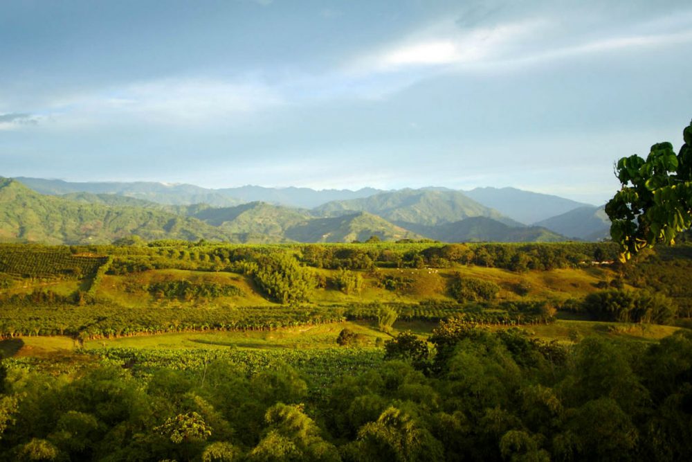 landscape of coffee region in Colombia