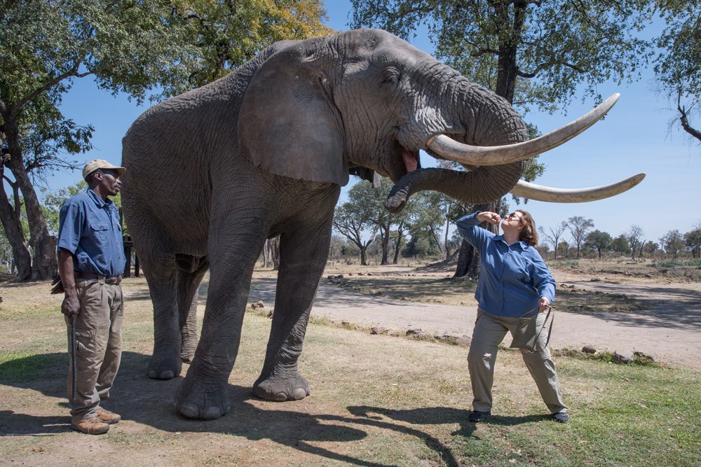 Zambia Elephant Cafe Wendy feeding elephant