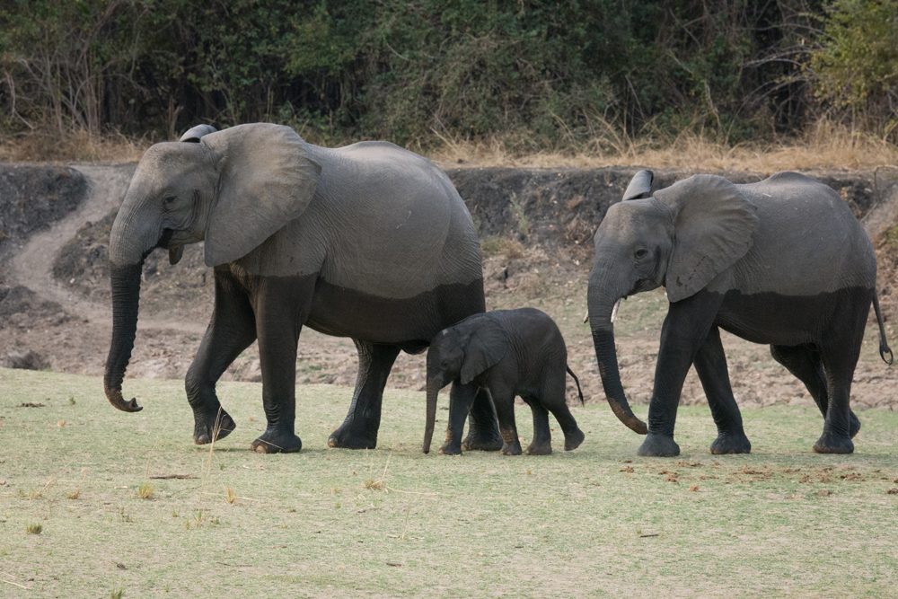 Zambia South Luangwa National Park elephants