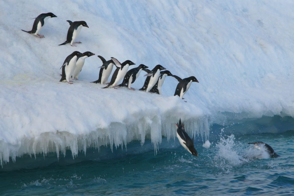 Adelie penguins jumping in to sea in Antarctica