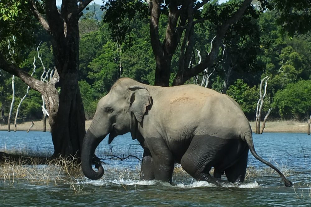 Elephants swimming during the Gal Oya boat safari, Sri Lanka