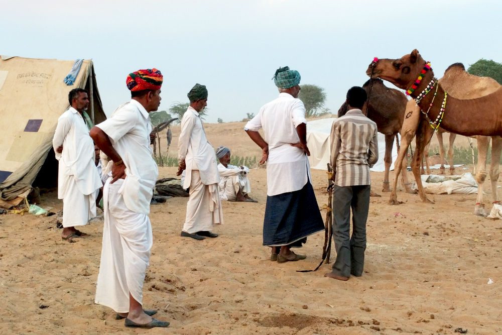 traders buy a camel at the Pushkar Camel Fair in India