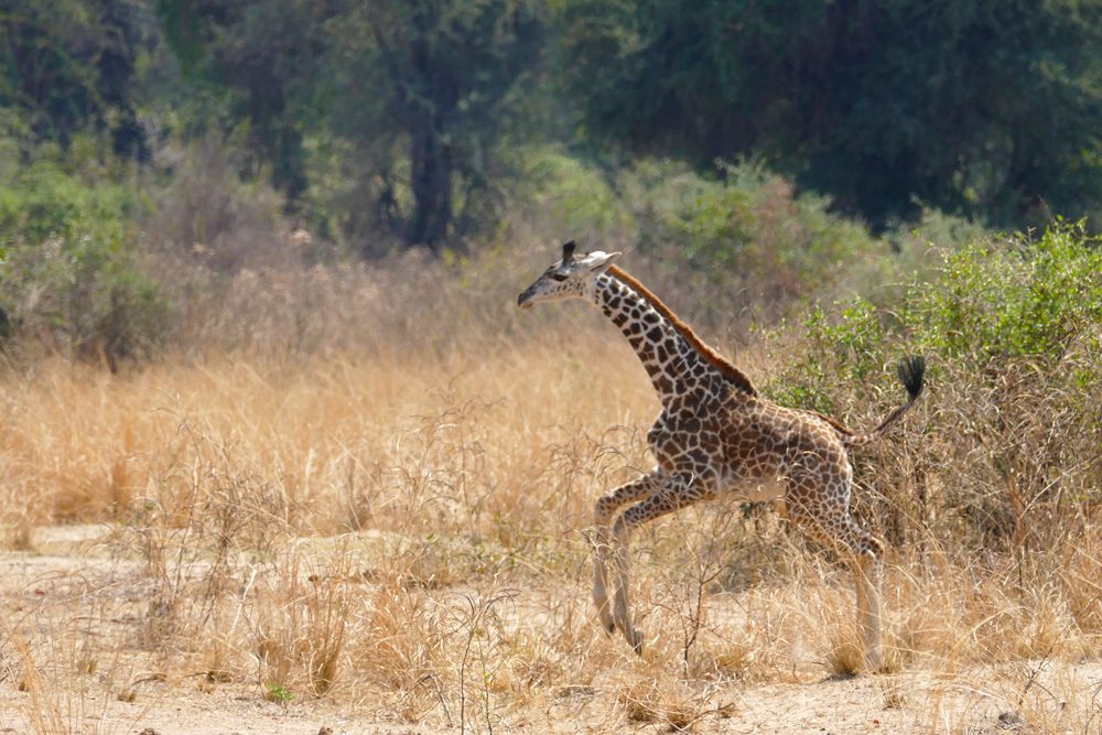 giraffe jumping in grass on zambia safari in africa