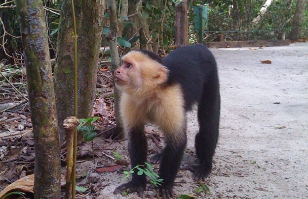 Costa Rica white faced capuchin monkey